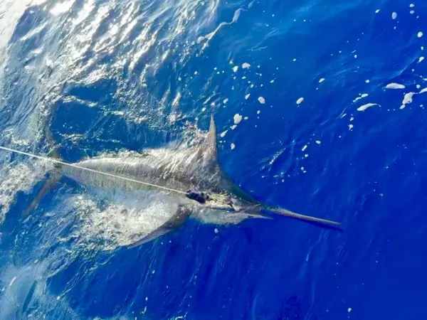 Blue marlin hooked during live tournament fishing stream